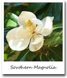 Mississippi State Tree, Southern Magnolia