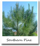 Alabama State Tree, Southern Pine