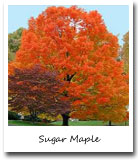 New York State Tree, Sugar Maple