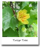 Indiana State Tree, Tulip Tree