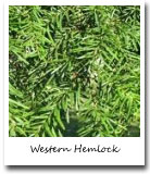 Washington State Tree, Western Hemlock